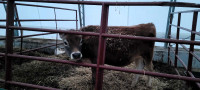 350-400 lb Jersey steer. 7 months old