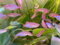 Neon Dwarf Rainbowfish 