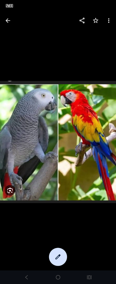 Looking for a Cockatoo, macaw, African grey parrot, View more
