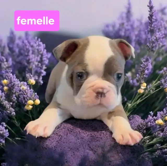 Cherche famille d'accueil pour frenchton et boston terrier in Dogs & Puppies for Rehoming in Laval / North Shore - Image 2
