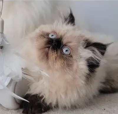 Update: One male still available.  2-Month-Old, View more