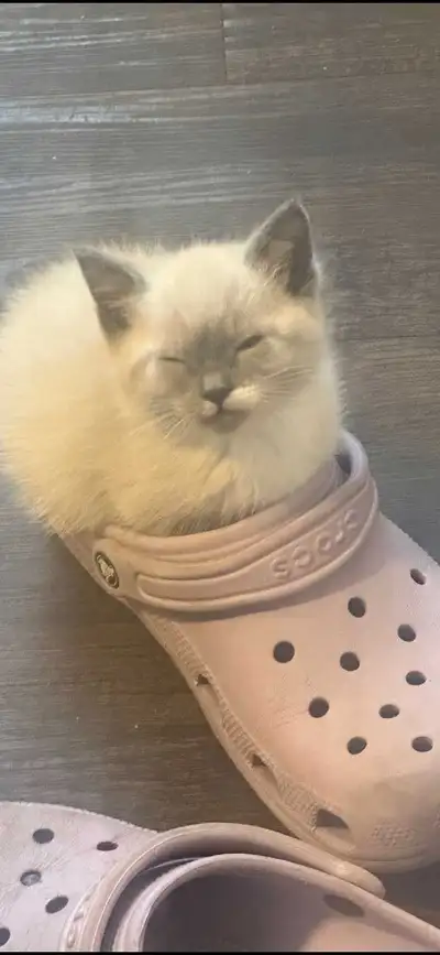 Kittens available, View more
