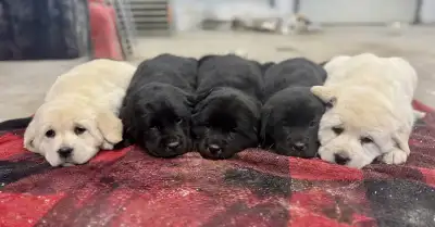 Gorgeous Lab Cross Pups, View more