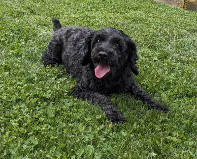 Female cockapoo for sale. Her name is Zoey. She is 6 years old. Fully up to date with her vaccinatio...