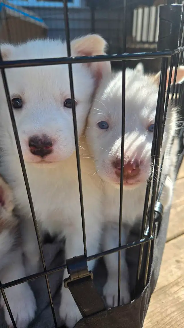 Siberian Husky cross Malamute in Dogs & Puppies for Rehoming in Edmonton - Image 7