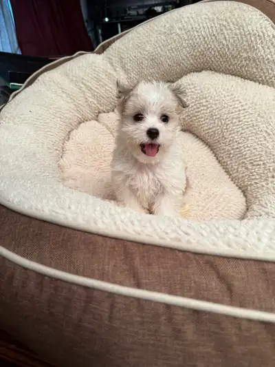 Morkie Puppies, View more
