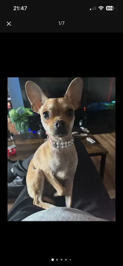 chienne chiwawa pincher 8 mois, View more