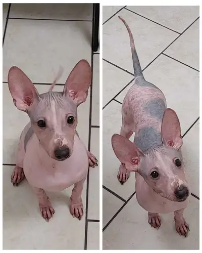  Hairless dog, AHT for sale and briding, View more