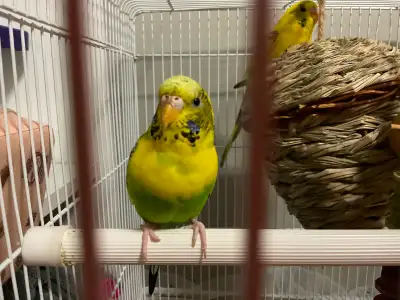 Baby Budgies!!!! 20$, View more