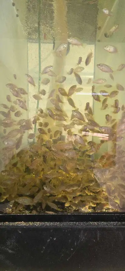 Blue Nile Tilapia  fingerlings for sale, View more
