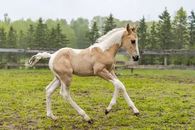 APHA Dunskin Tobiano Colt, View more