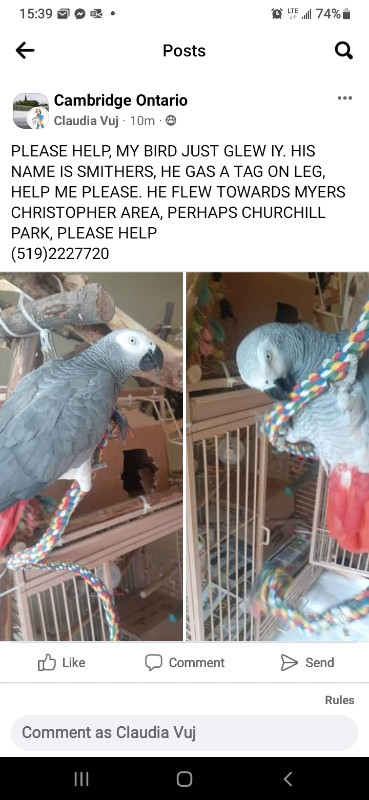 Lost African Grey, PLEASE HELP in Lost & Found in Cambridge - Image 4