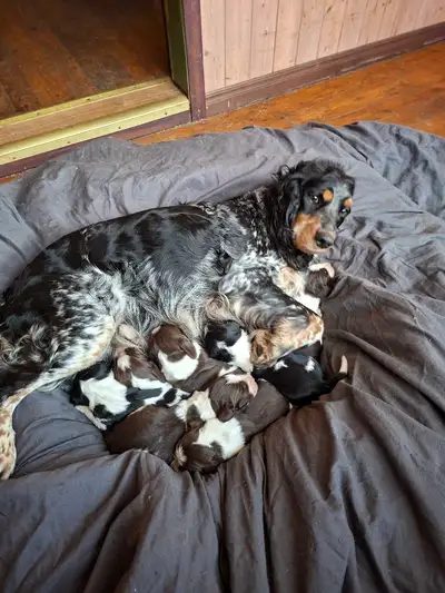 english springer spaniel puppies, View more