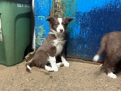 J'ai de magnifiques chiots Border Collie à vendre. Ces adorables chiots sont joueurs et actifs, parf...