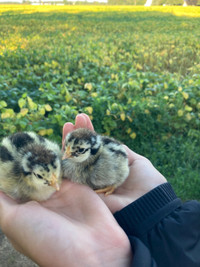 Day old silver laced Wyandotte chicks for sale $8 each
