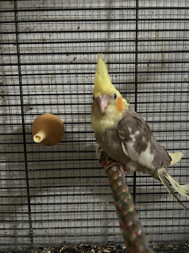 Cockatiels  in Birds for Rehoming in Winnipeg