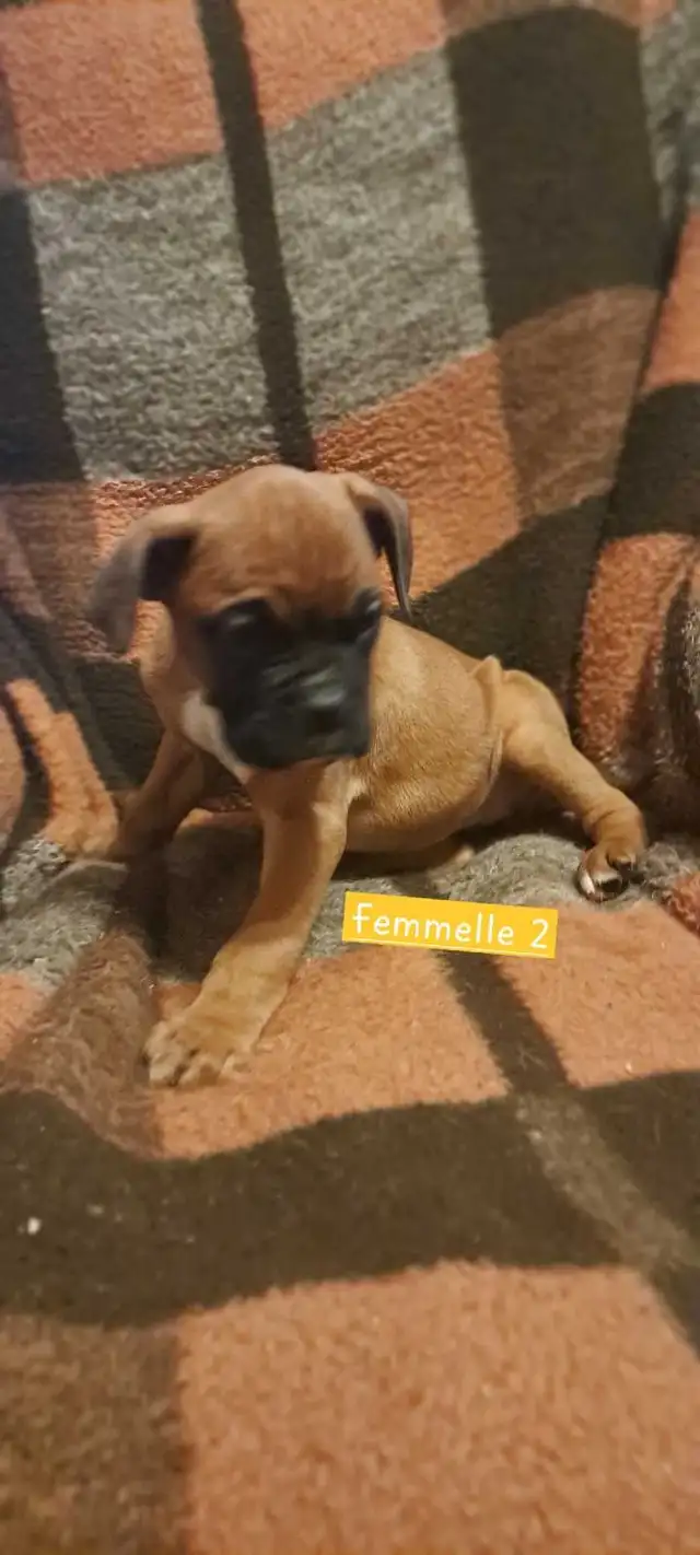 Chiot boxer in Dogs & Puppies for Rehoming in St-Georges-de-Beauce - Image 3