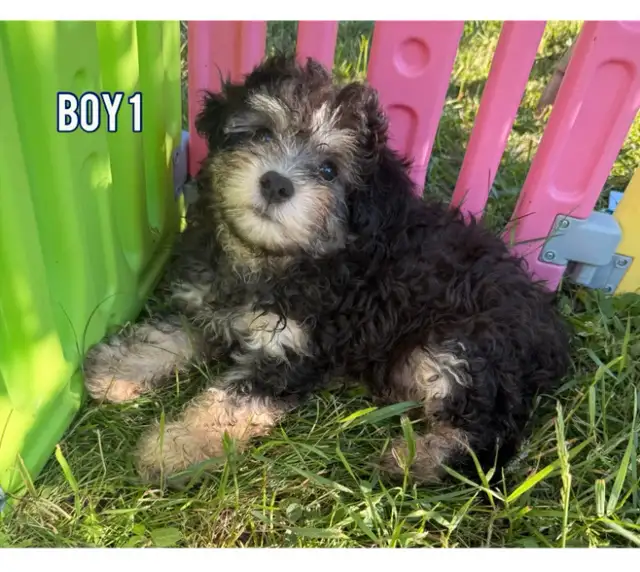 Mini Shihpoo  puppies ❤️❤️ ready to leave ( last 1 ) in Dogs & Puppies for Rehoming in Ottawa - Image 3