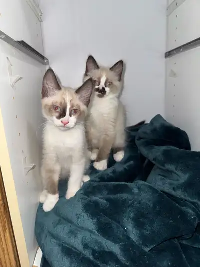siamese x ragdoll kittens, View more