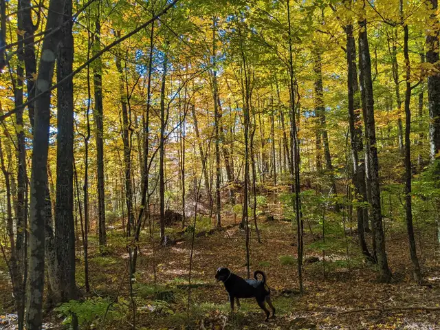 Rustic Off-Grid Yurt Retreat – Beta Stays Welcome! in Ontario in Canada - Image 6