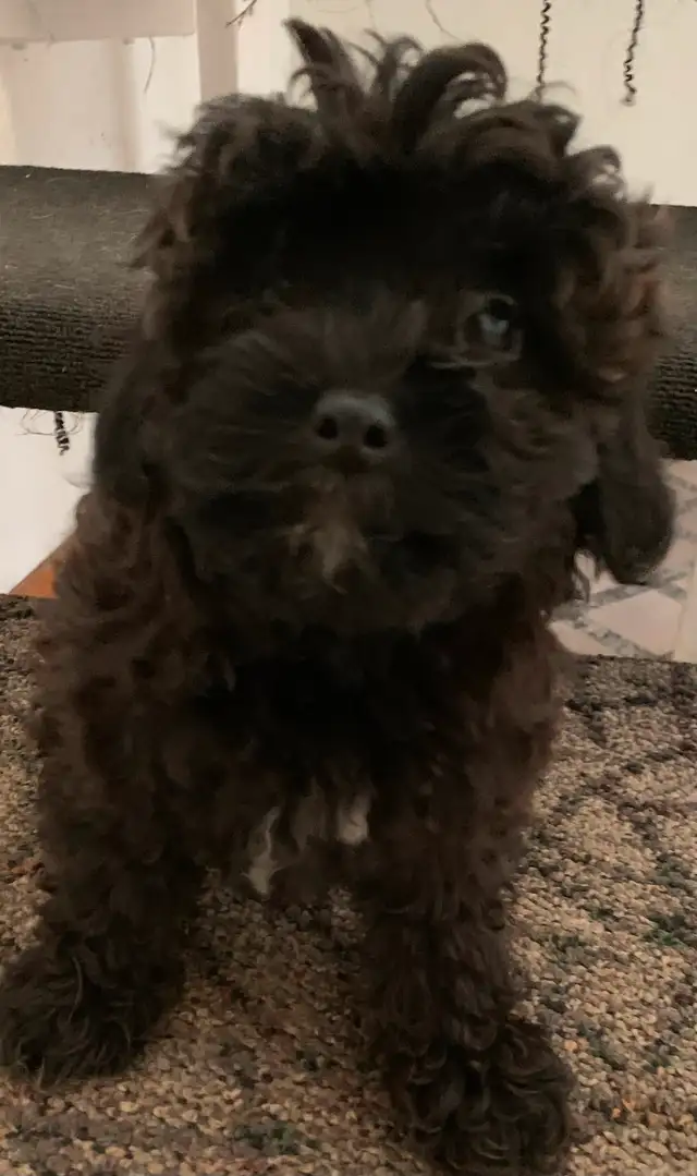 Female Poodle Cross in Dogs & Puppies for Rehoming in Oshawa / Durham Region - Image 3
