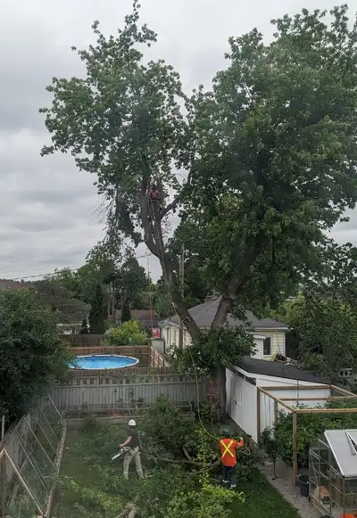 Tree service, View more