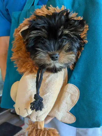 Yorkie Puppies, View more