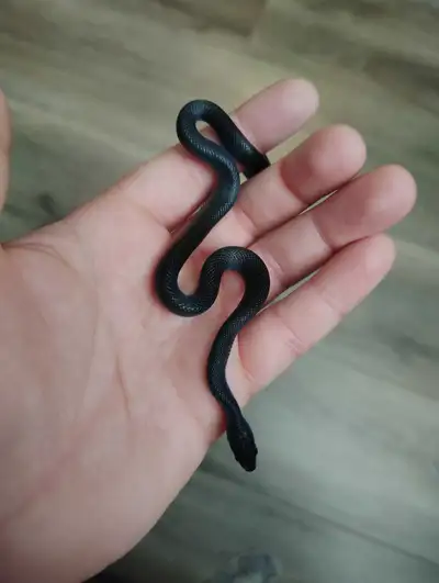 Black African house snake female hatchling CBB, View more