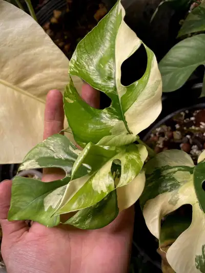 Tetrasperma variegated - wetstick en train de bouturer avr, View more
