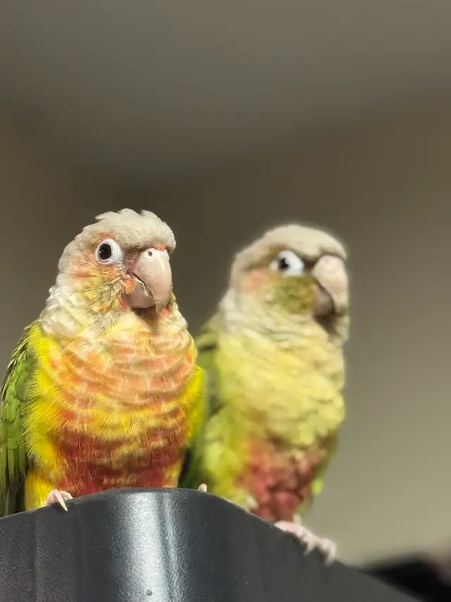 Pineapple conure pair for rehoming (nesting to breed) in Birds for Rehoming in Delta/Surrey/Langley - Image 2