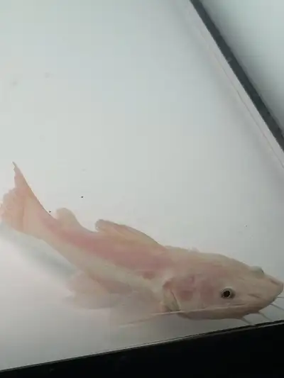Platinum Redtail Catfish , View more