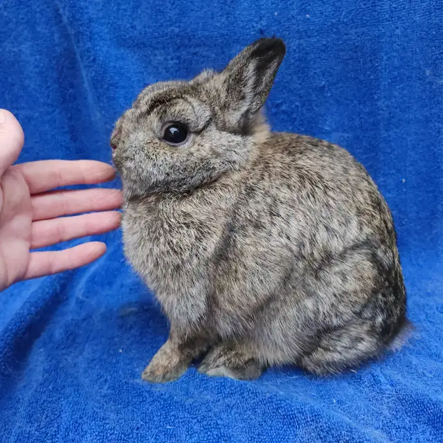 EXTRAORDINARY NETHERLAND DWARF BABY BUNNY RABBITS in Small Animals for Rehoming in City of Halifax - Image 9