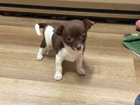 Baby Apple Head Chihuahua Puppies Available Soon