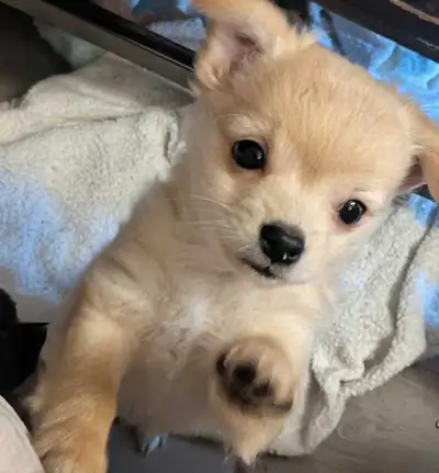 Sweet adorable Pomchi puppies, View more