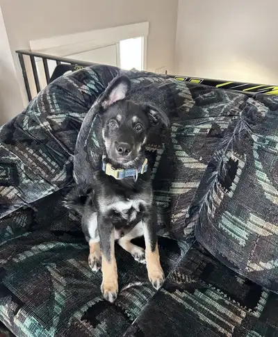 couch and & love seat 100 $, View more