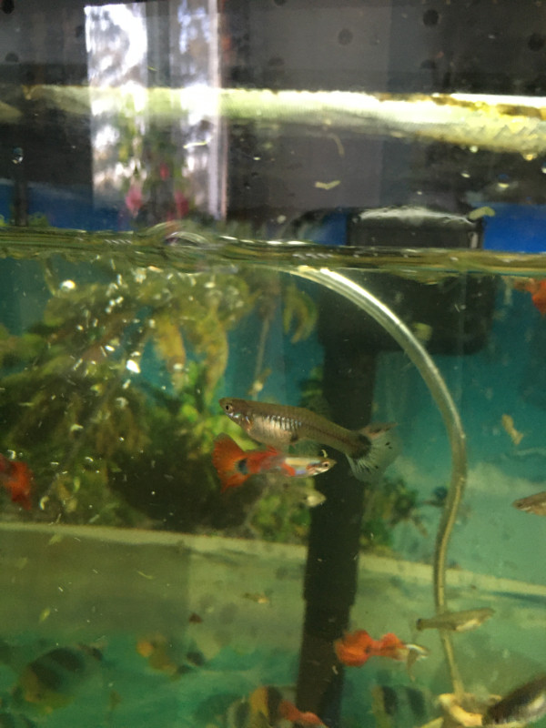 Platinum red tails guppies in Fish for Rehoming in Ottawa - Image 2