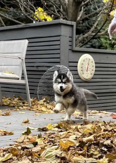 Pomsky puppy, View more