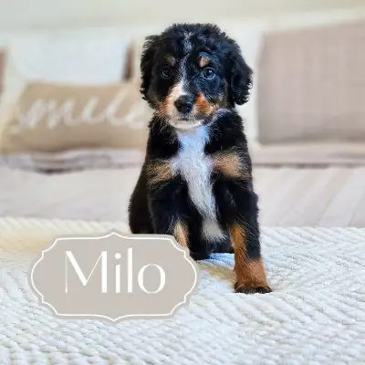 We are located in. Ste-Geneviéve, MANITOBA. We have a stunning litter of 4 rare Swiss Bernedoodle pu...
