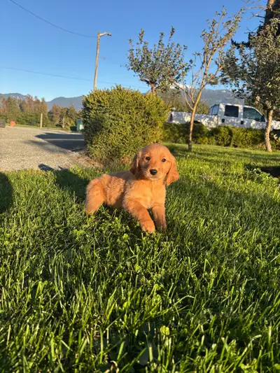 Golden Retriever Puppies, View more