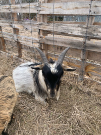 male goats