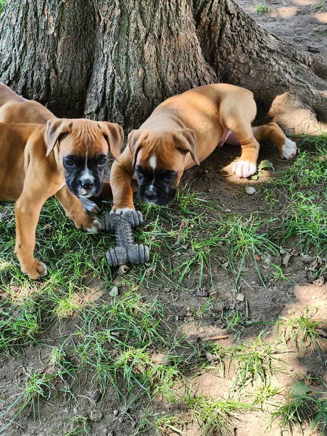 Boxer Puppies Ready to go Dogs & Puppies for Rehoming London Kijiji