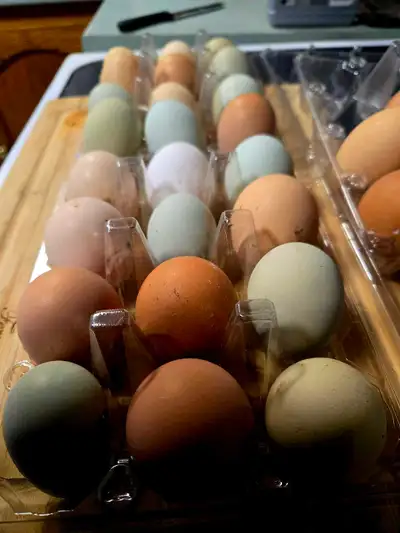 oeufs fecondés, View more