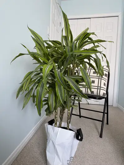 indoor plant, View more