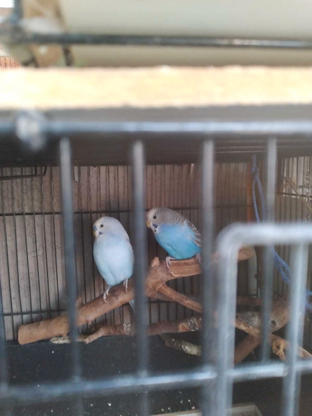 Budgies  in Birds for Rehoming in Mississauga / Peel Region