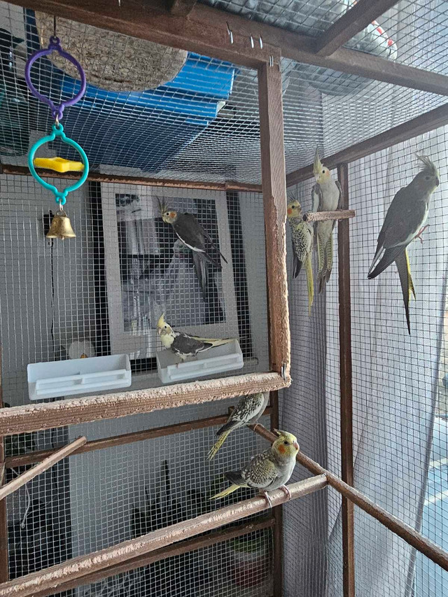 COCKATIELS MALE AND FEMALE  in Birds for Rehoming in Winnipeg - Image 4