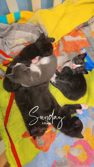 kittens! kittens!, View more