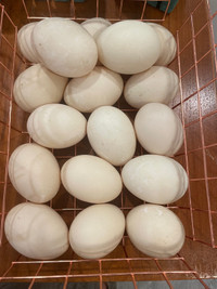 Muskovy hatching eggs