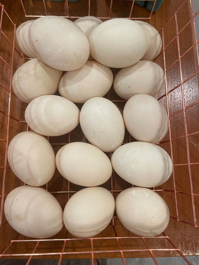 Muskovy hatching eggs in Livestock in Sunshine Coast
