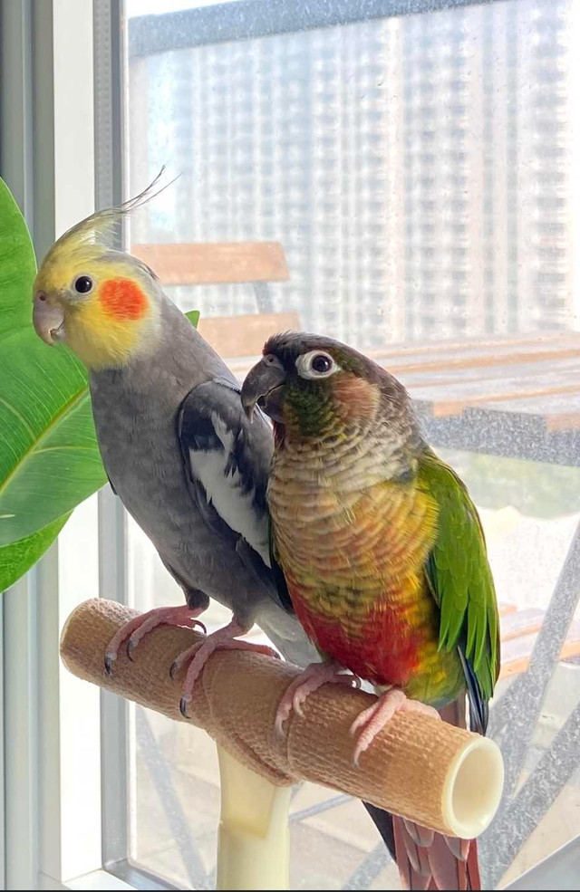 I am looking for a Hand tamed/friendly young or old bird in Birds for Rehoming in Calgary