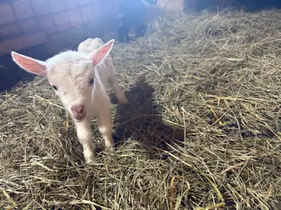 Nigerian Dwarf Baby Goat Kids, View more